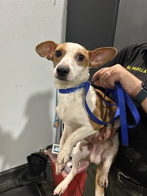 A young small-sized male Chihuahua dog named A for adoption in Bakersfield, CA