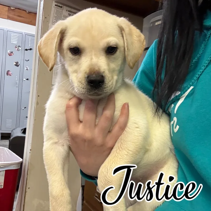 A baby large-sized female German Shepherd Dog dog named Justice for adoption in Hillsboro, OH