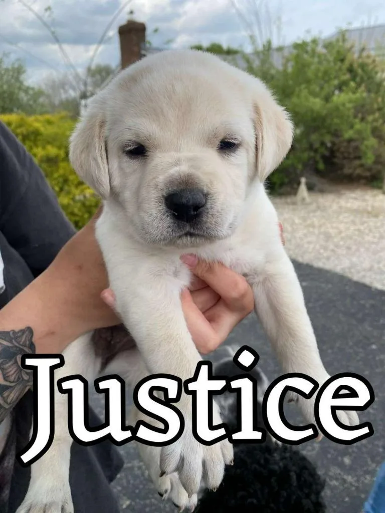 Justice thumbnail 2