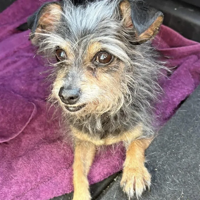 A senior small-sized female Black Yorkshire Terrier dog named Sassy for adoption in Las Vegas, NV