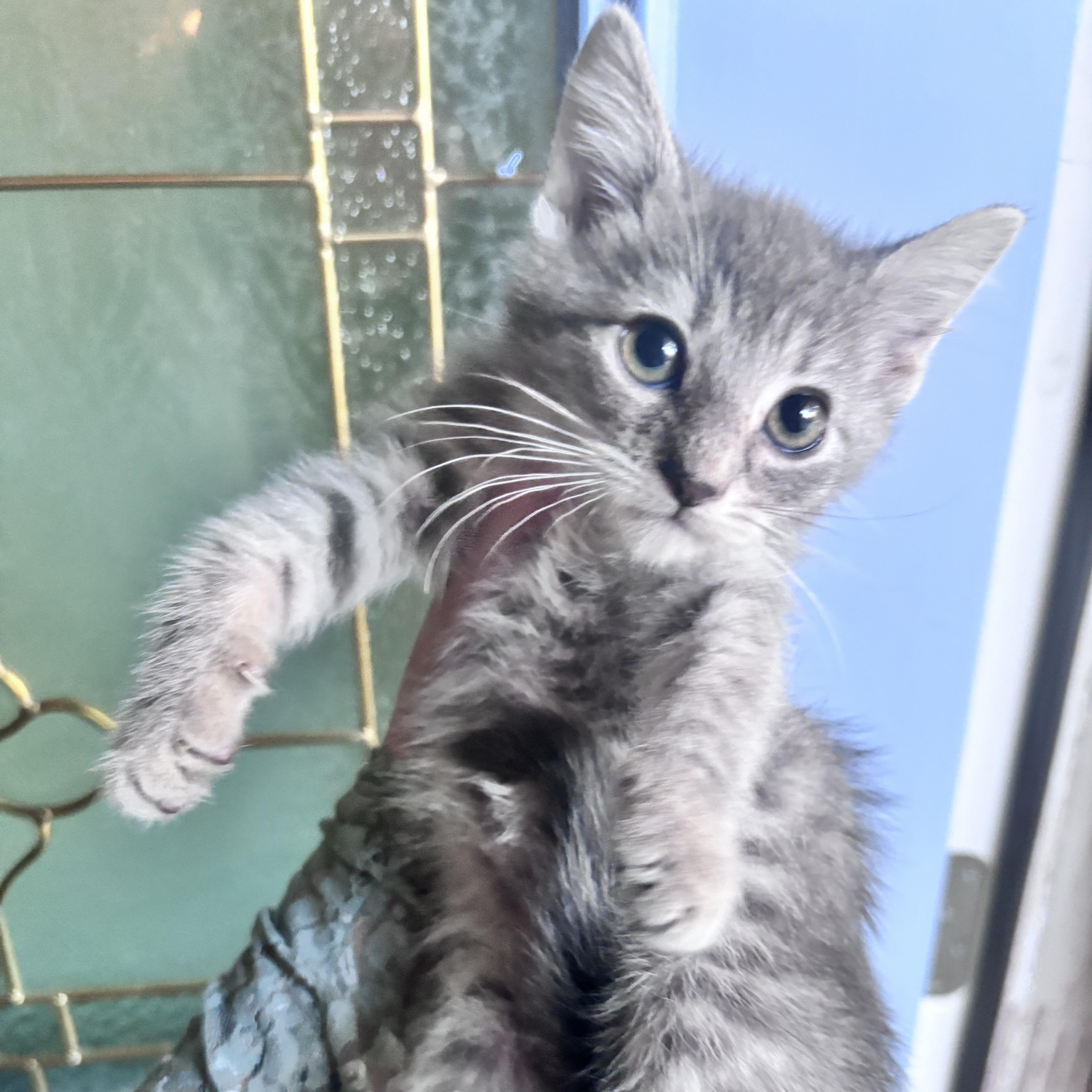 A baby small-sized female Tabby (Gray / Blue / Silver) American Shorthair cat named Aoife for adoption in Woodlawn, TN