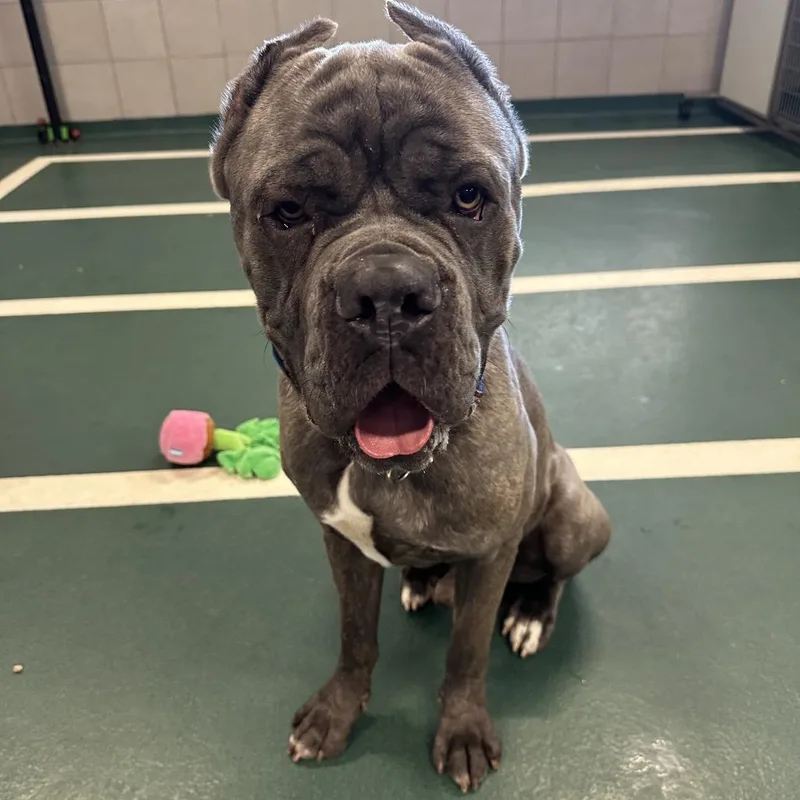 A young large-sized male Brindle Mixed Breed dog named Yeti for adoption in Hinsdale, IL