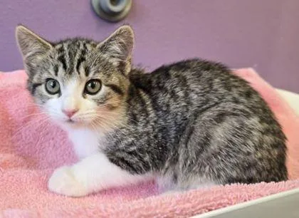 A baby small-sized female Domestic Short Hair cat named Elizabeth Taylor for adoption in Eugene, OR