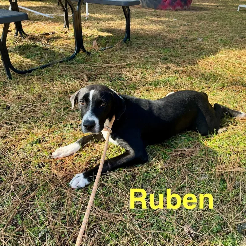 An adult medium-sized male Black Labrador Retriever dog named Ruben for adoption in Palestine, TX