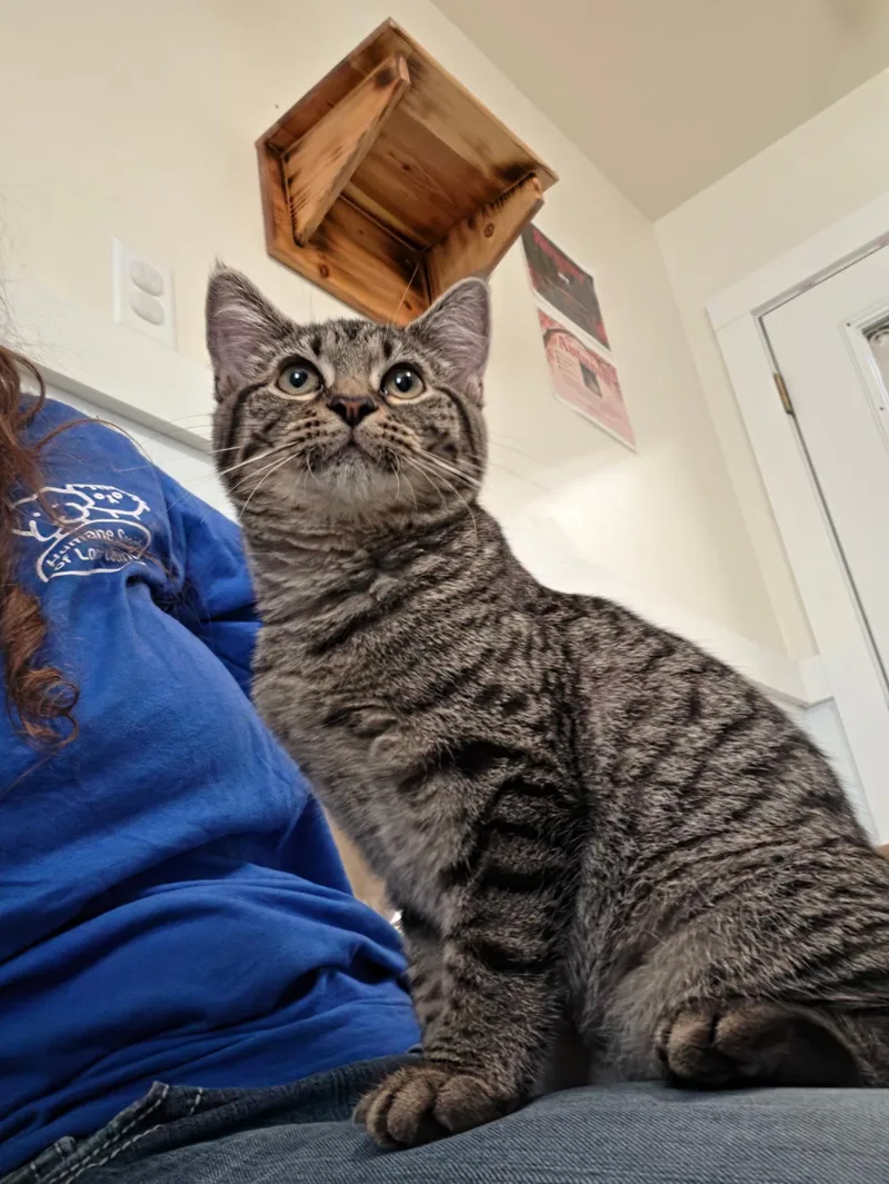 A young medium-sized female Tabby (Gray / Blue / Silver) Domestic Short Hair cat named Eloise for adoption in Lincoln, IL