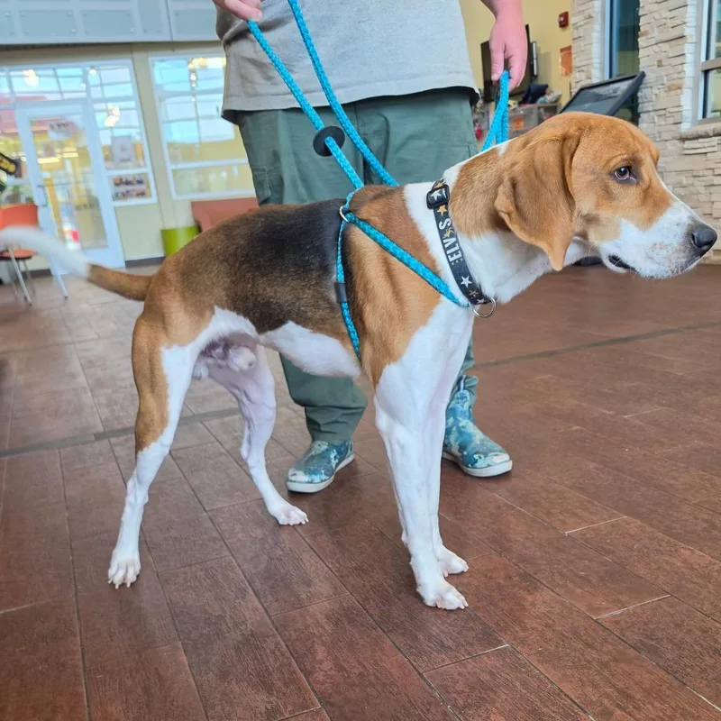 An adult large-sized male Brown / Chocolate American Foxhound dog named Milo for adoption in Chesapeake, VA