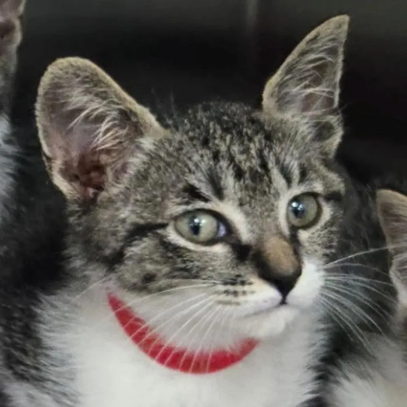 A baby small-sized male Brown / Chocolate Domestic Short Hair cat named Lolly Pop for adoption in Jupiter, FL