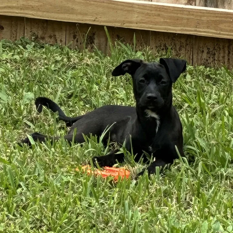 A young small-sized female Black Dachshund dog named Stormy for adoption in Palm Bay, FL