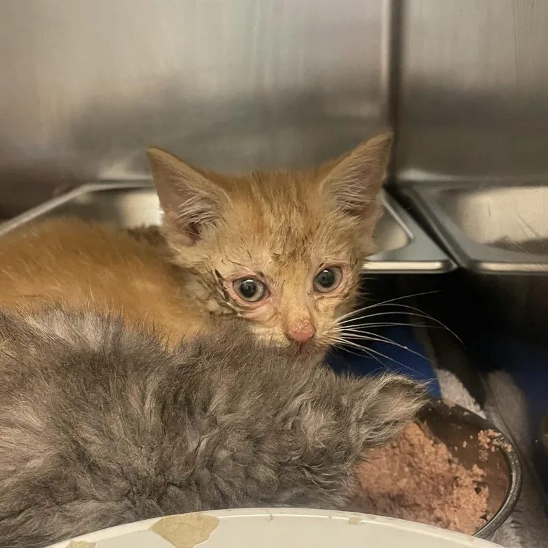 A baby small-sized male Orange / Red Domestic Short Hair cat named Dash for adoption in Gloucester, VA