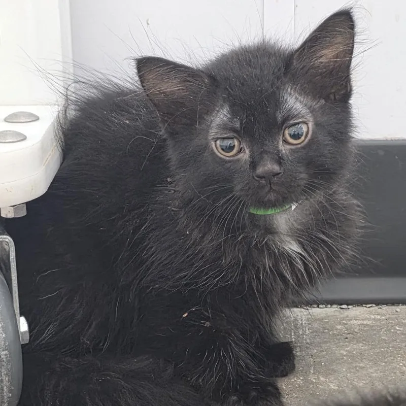 A baby small-sized male Black Domestic Medium Hair cat named Blackie for adoption in Fort Wayne, IN