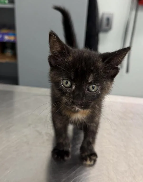 A baby small-sized female Domestic Short Hair cat named Spring for adoption in New York, NY