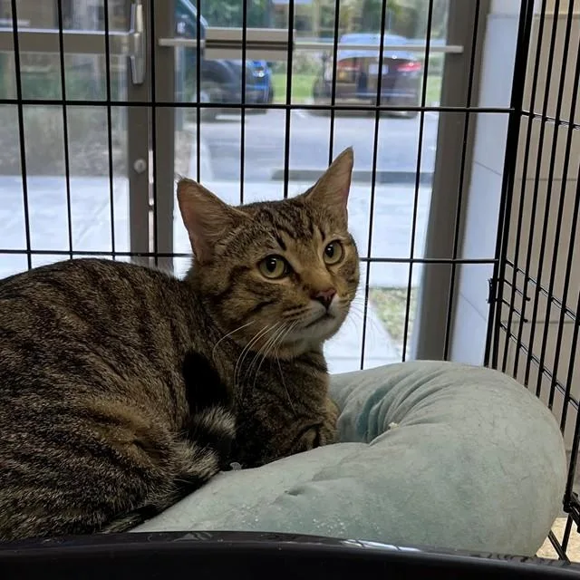 An adult large-sized male Domestic Short Hair cat named Bagel for adoption in Naples, FL