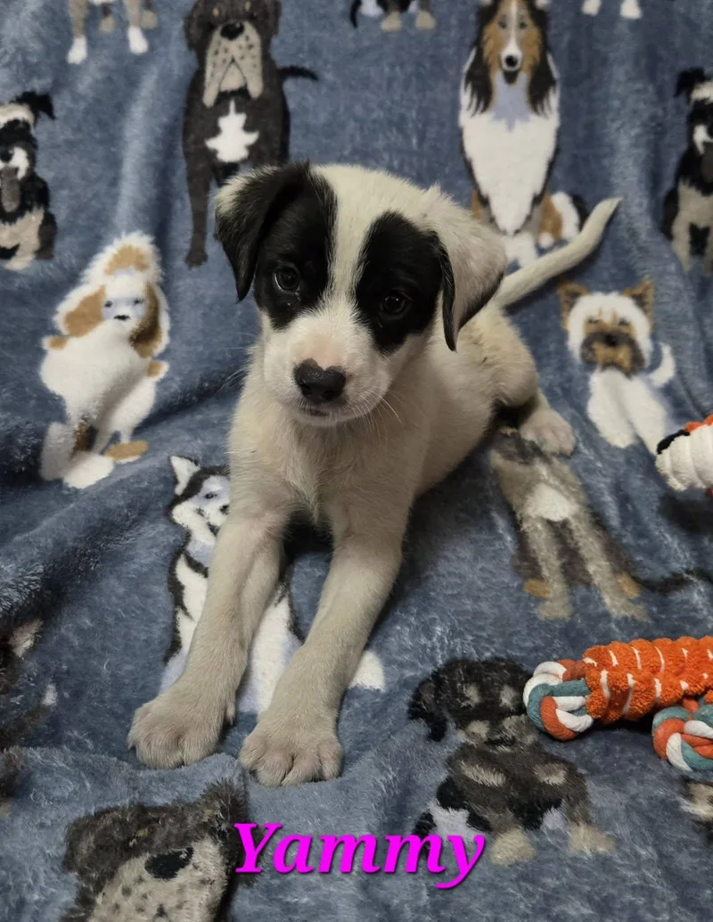 A baby medium-sized female White / Cream Labrador Retriever dog named Yammy for adoption in Huntington, NY