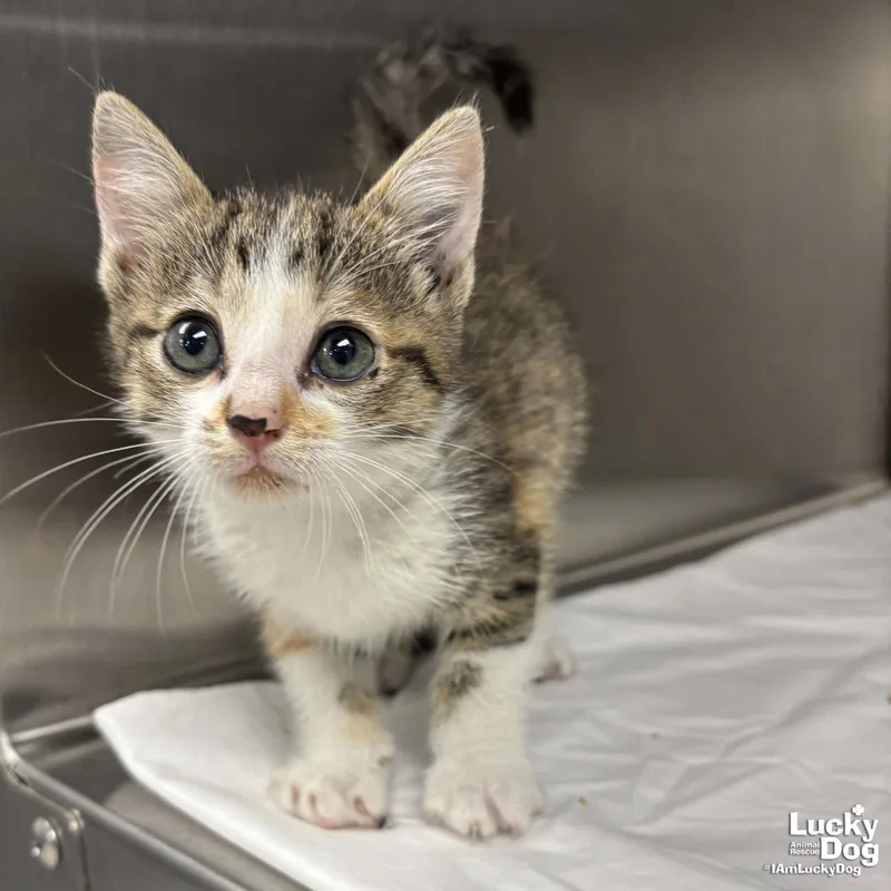 A baby medium-sized female Domestic Short Hair cat named Purr for adoption in Washington, DC