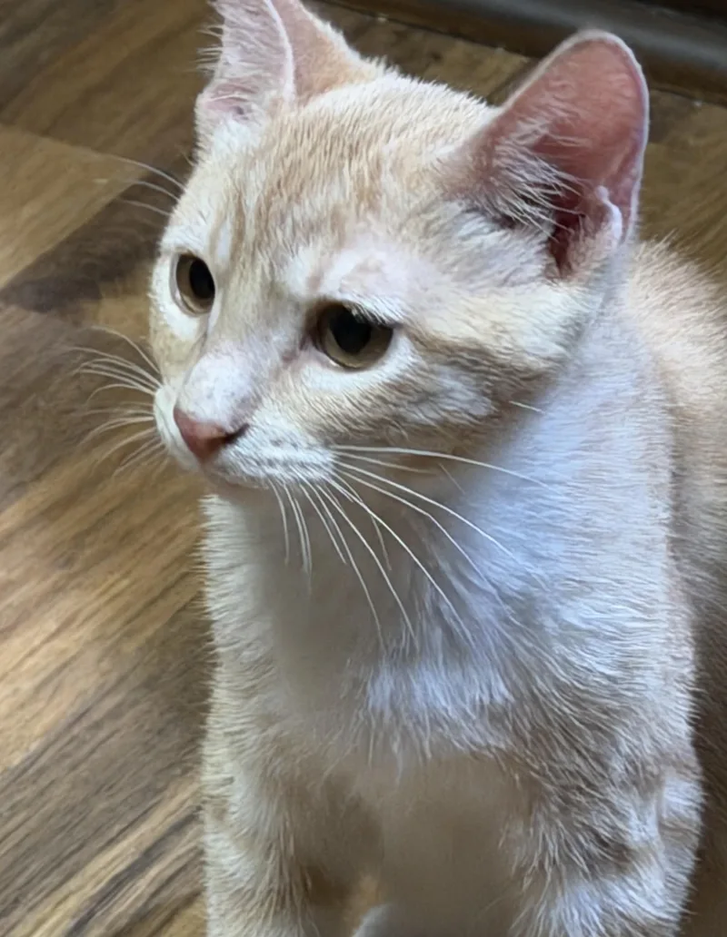 A baby extra large-sized male Buff / Tan / Fawn Domestic Short Hair cat named Golden INDOOR ONLY for adoption in Stockton, CA
