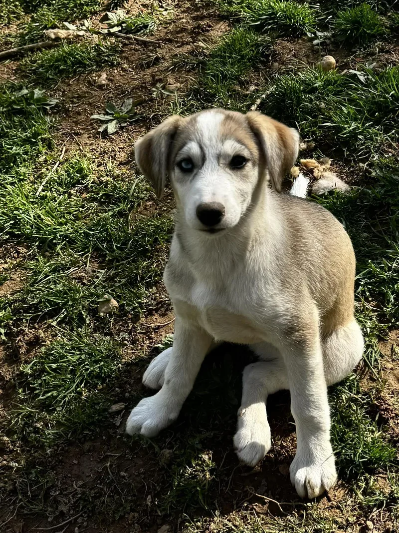 Earl Grey thumbnail 2