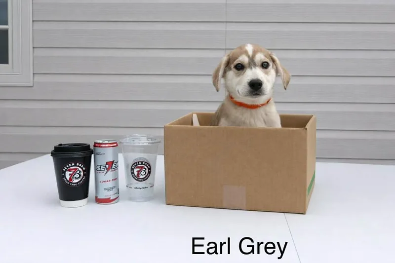 A baby medium-sized male Siberian Husky dog named Earl Grey for adoption in Salisbury, MD