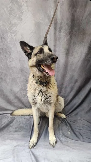 Odin