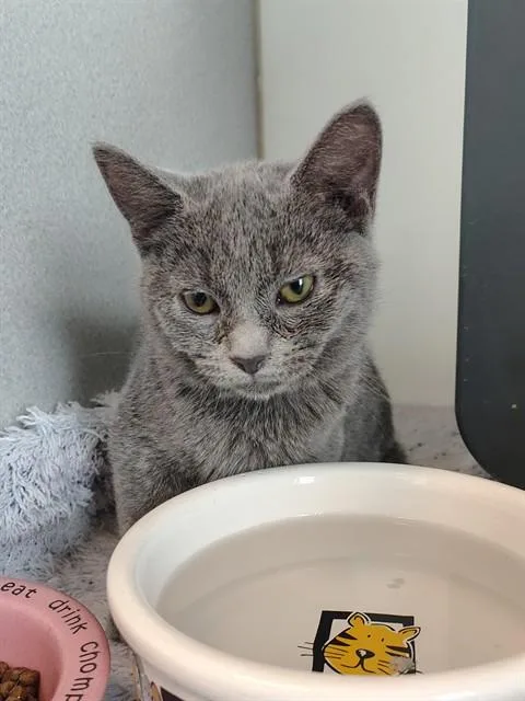 A baby small-sized male Domestic Short Hair cat named Cole for adoption in Leesburg, VA