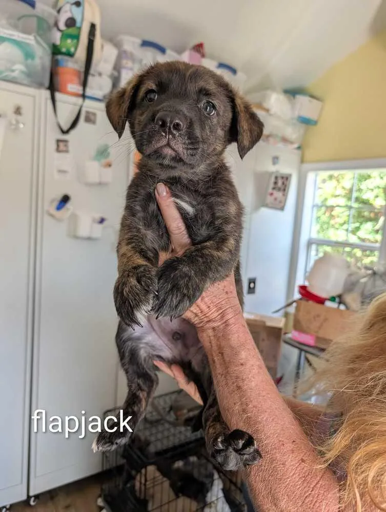 Flapjack  Maple thumbnail 2