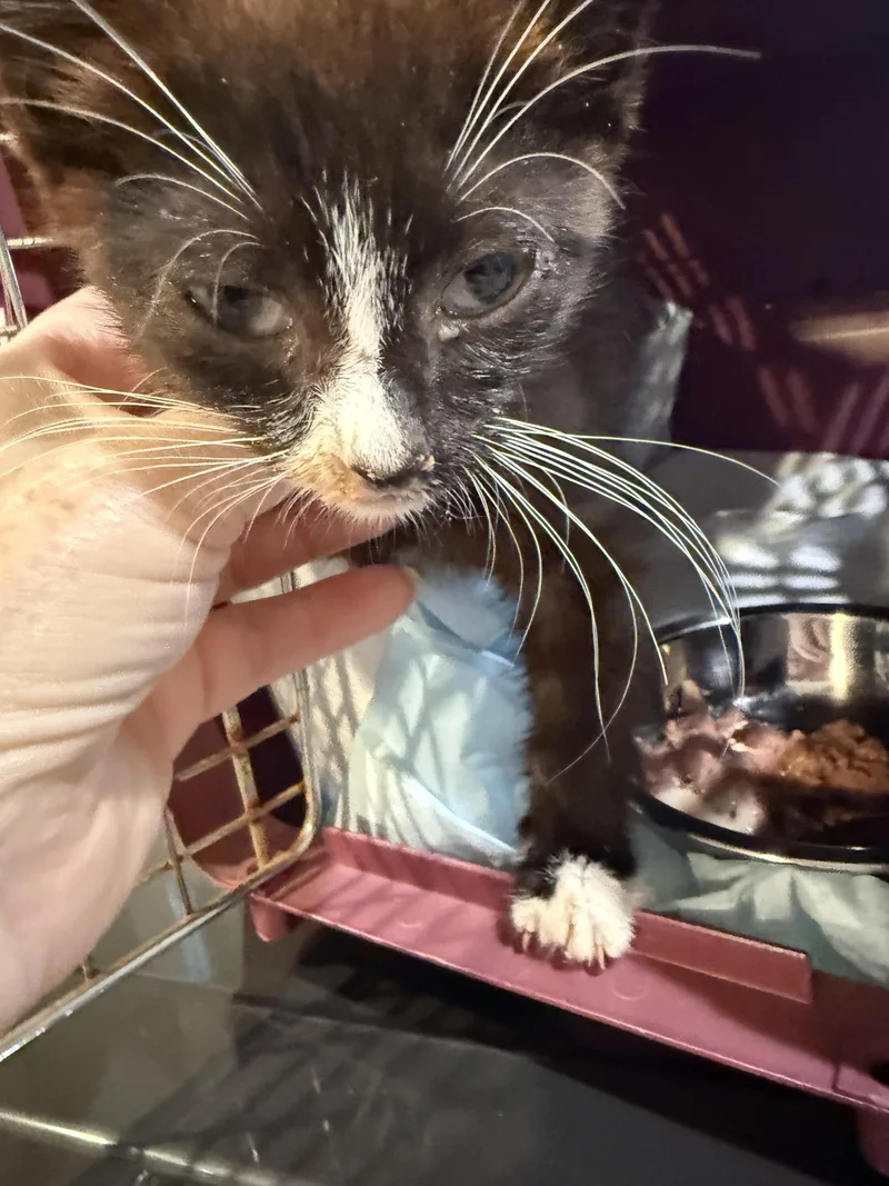 A baby small-sized female Domestic Short Hair cat named Esther for adoption in Davidson, NC