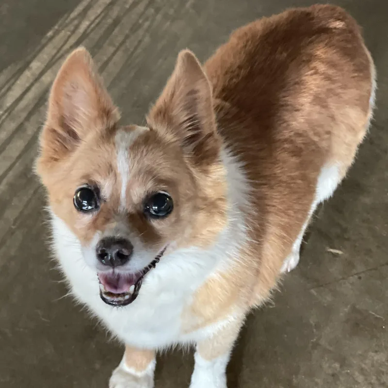 A senior small-sized female Yellow / Tan / Blond / Fawn Corgi dog named Sweets for adoption in Lacon, IL
