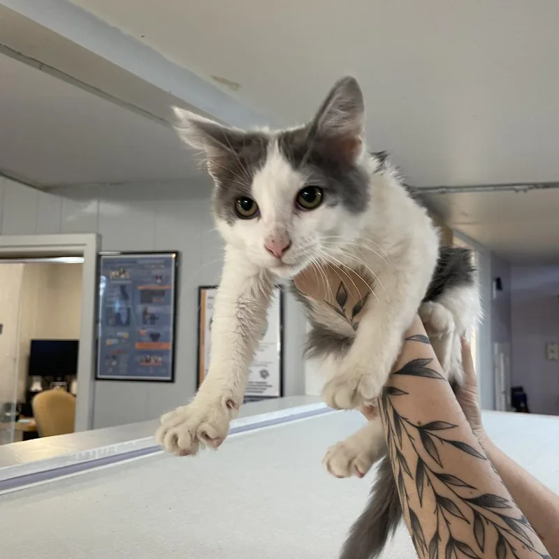 A baby small-sized male Gray / Blue / Silver Domestic Short Hair cat named John Tucker for adoption in Madison, WI