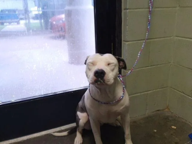 A young large-sized female Pit Bull Terrier dog named Hannah for adoption in Tulsa, OK