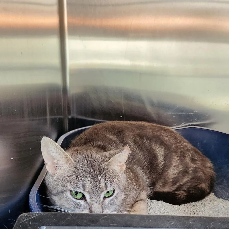 An adult medium-sized female Gray / Blue / Silver Domestic Short Hair cat named Marnie for adoption in Grand Rapids, MI