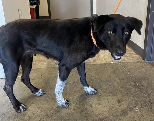 A young large-sized female Labrador Retriever dog named Keke for adoption in Ontario, CA