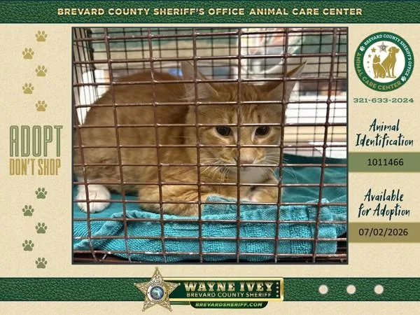 A baby small-sized male Domestic Short Hair cat named Orange Sherbet for adoption in Melbourne, FL
