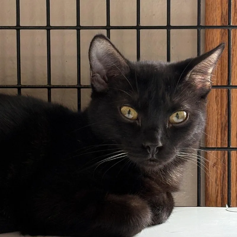 A baby small-sized female Black Domestic Medium Hair cat named Monica for adoption in Monticello, IL