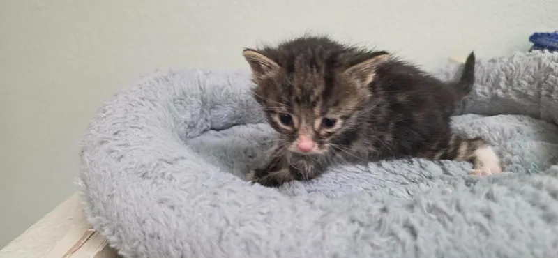 A baby small-sized male Domestic Short Hair cat named Marbles for adoption in California City, CA