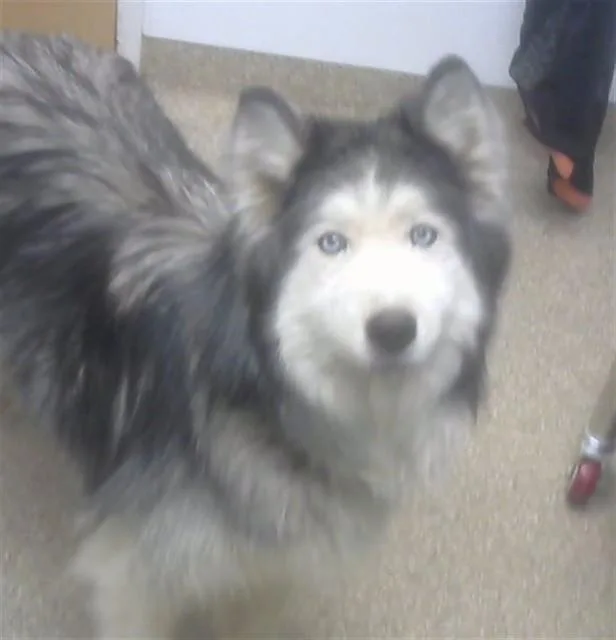 A senior large-sized female Siberian Husky dog named Stormy for adoption in Albuquerque, NM