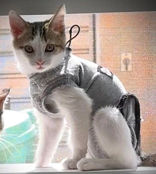 A baby medium-sized female Domestic Short Hair cat named Princess Meghan for adoption in Seal Beach, CA
