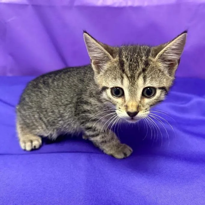 A baby small-sized male Brown / Chocolate Domestic Short Hair cat named Polaris for adoption in North Myrtle Beach, SC