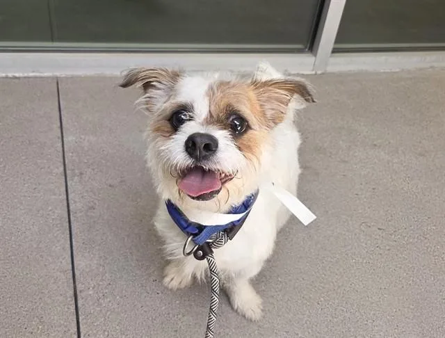 An adult small-sized male Petit Basset Griffon Vendeen dog named Geetar for adoption in Mesa, AZ