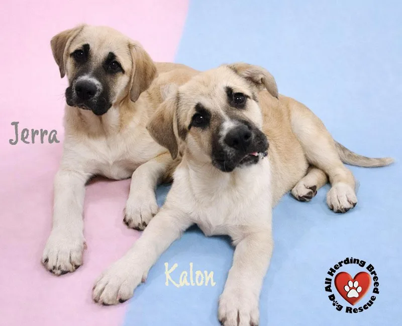 A baby large-sized male Black Anatolian Shepherd dog named Kalon for adoption in Joliet, IL