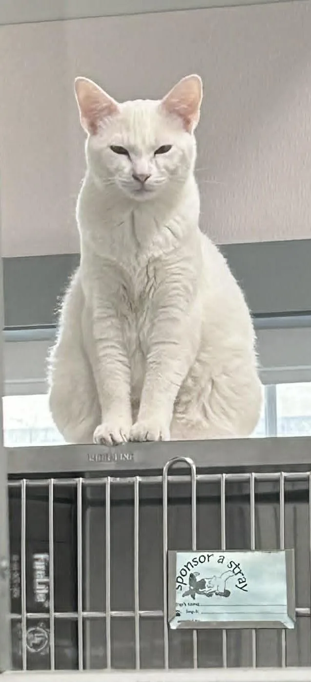 Arlo the Snowball
