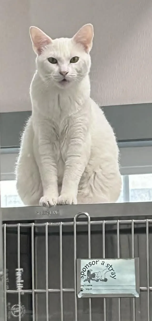 Arlo the Snowball thumbnail 2