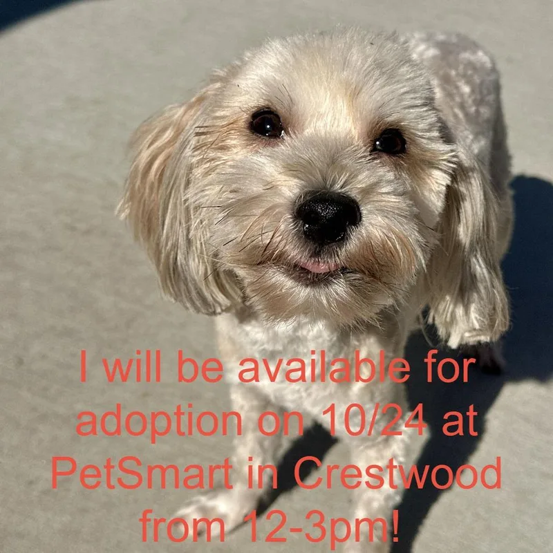 An adult small-sized male Mixed Breed dog named Pinky for adoption in Matteson, IL
