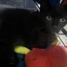 Gonzales thumbnail 3