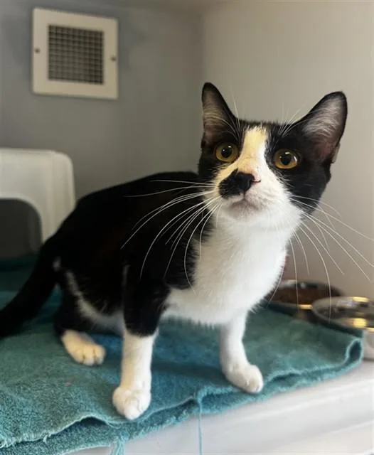 A young medium-sized female Domestic Short Hair cat named Karamel Sutra for adoption in Statesville, NC
