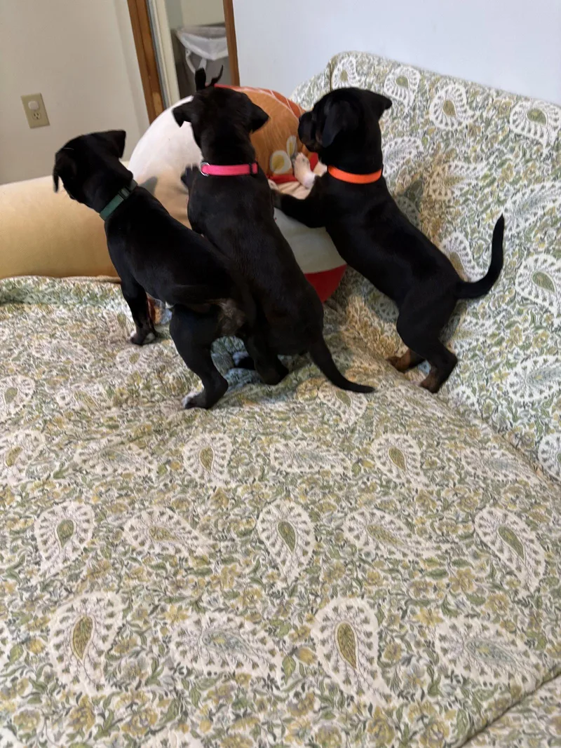 A baby medium-sized female American Staffordshire Terrier dog named Dottie Brynns litter for adoption in Holly Springs, NC
