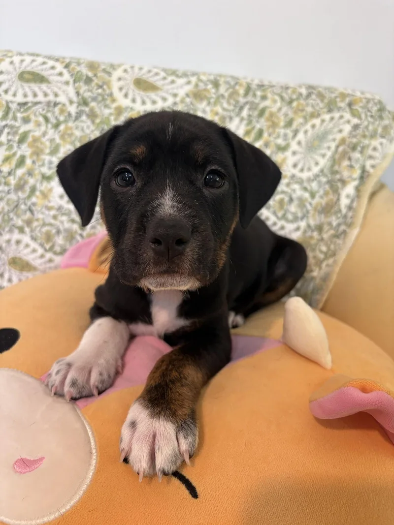 Dottie  Brynns litter thumbnail 2