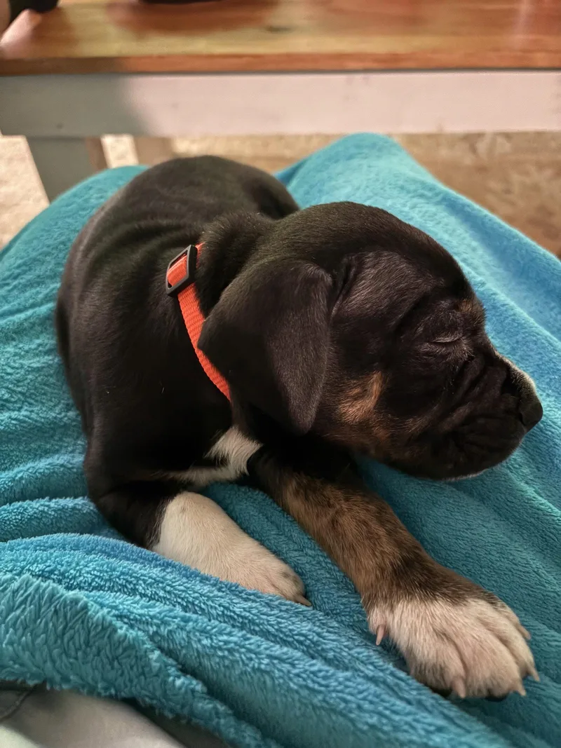 Dottie  Brynns litter thumbnail 3