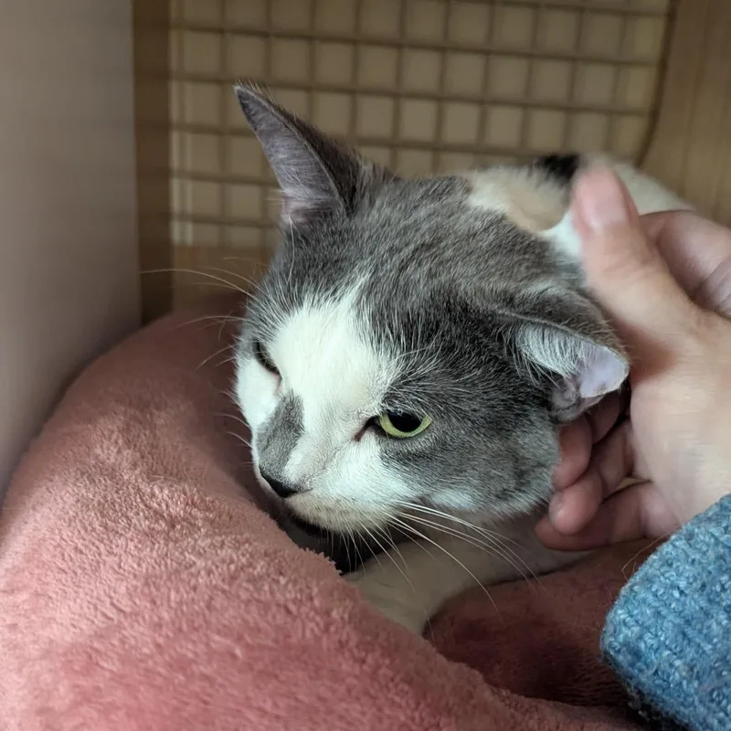 A young medium-sized female White Domestic Short Hair cat named Zeba for adoption in Middle Village, NY