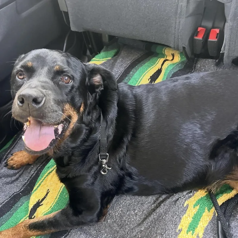 An adult large-sized female Bicolor Rottweiler dog named Flor for adoption in San Diego, CA