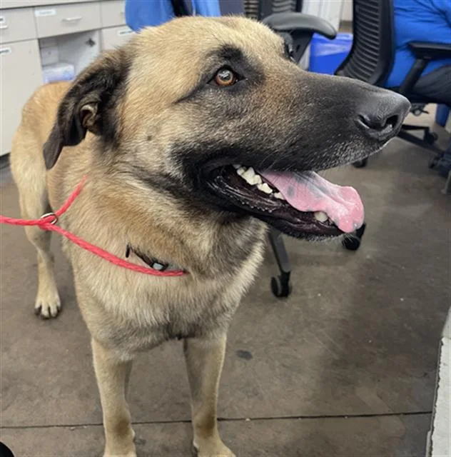 An adult large-sized male Mixed Breed dog named Sully for adoption in Dallas, TX