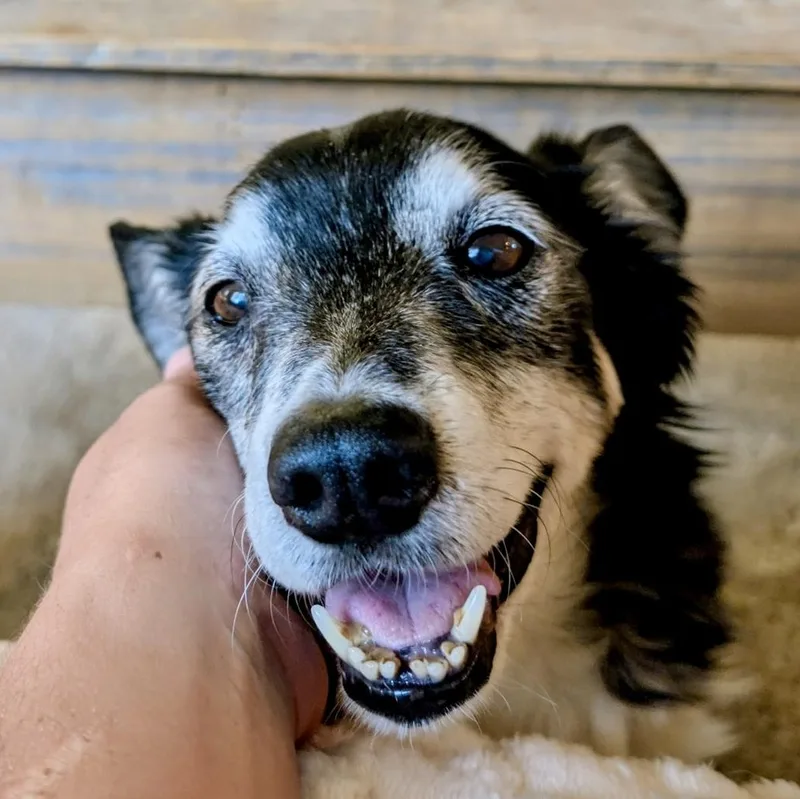 A senior small-sized male Black Mixed Breed dog named Hugo in Colorado for adoption in Cumberland, ME